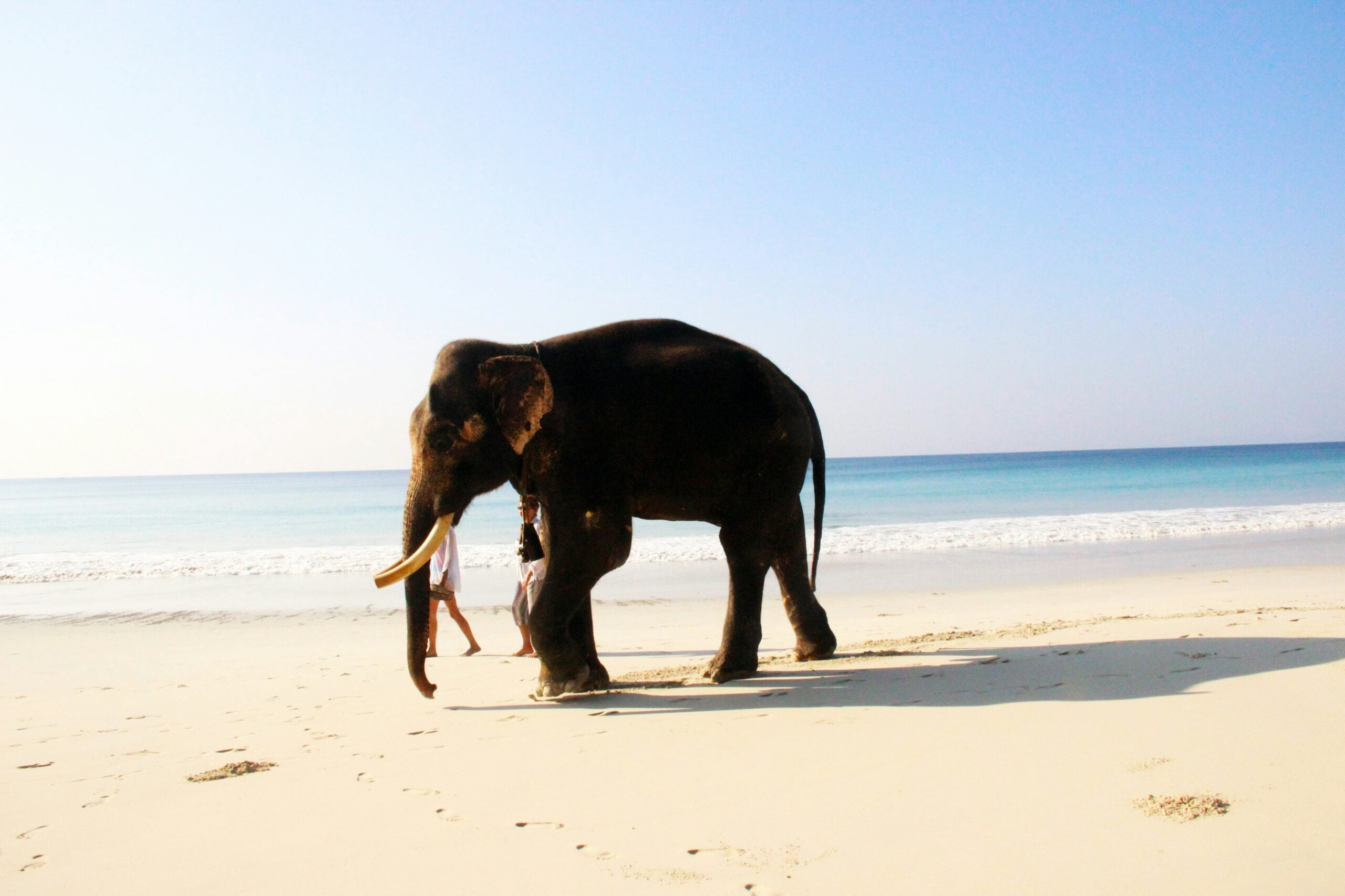 Andaman Elephant Beach