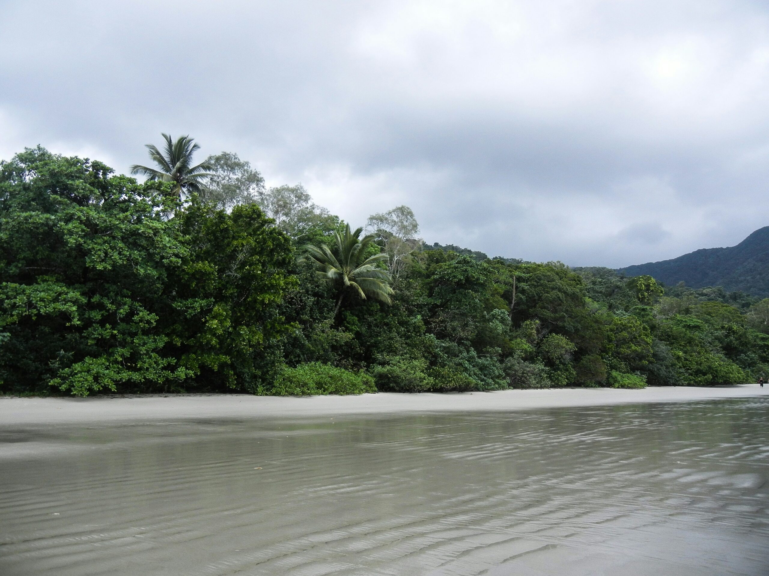 Daintree Forest