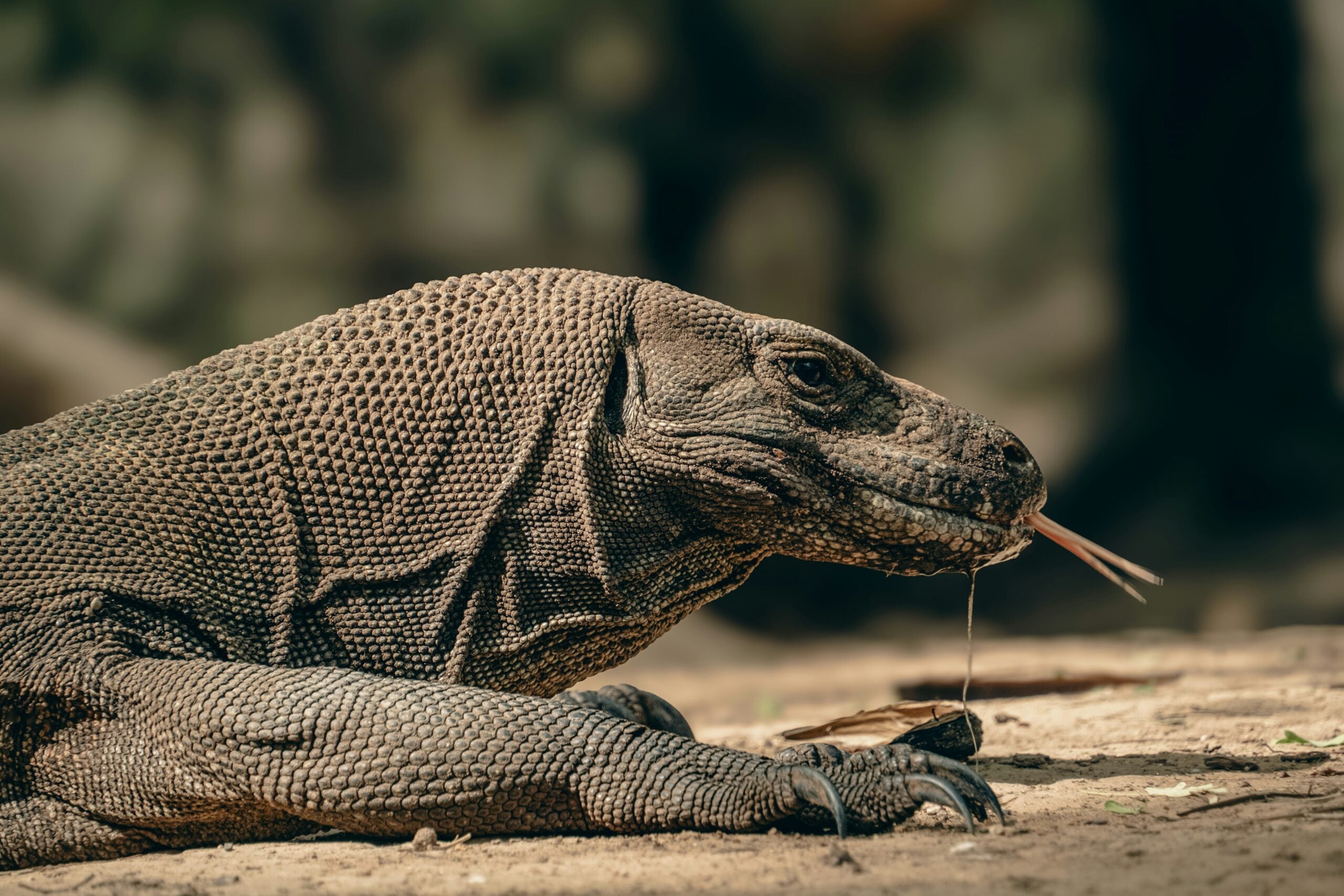 Indonesia Komodo