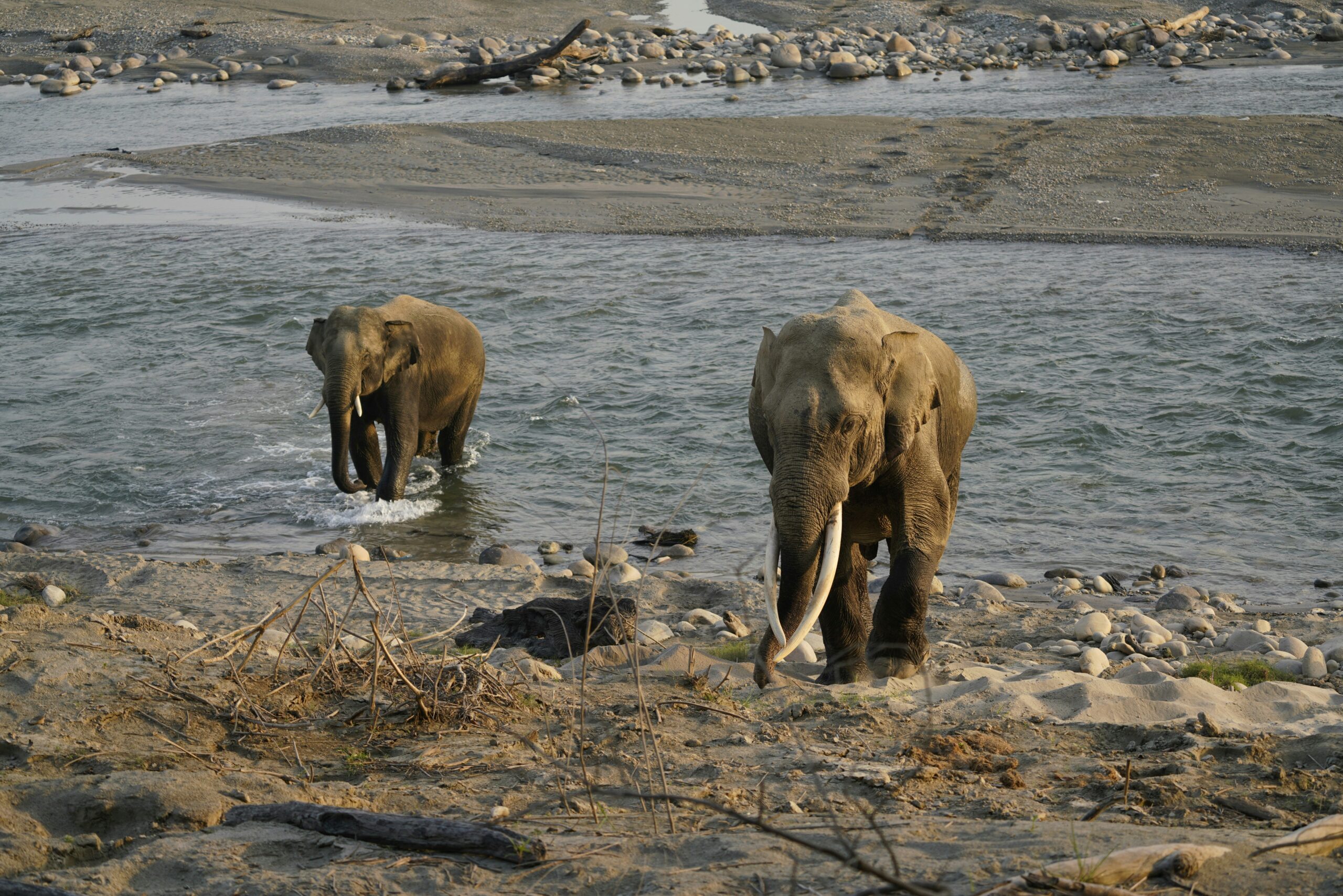 Jim Corbett Elephant