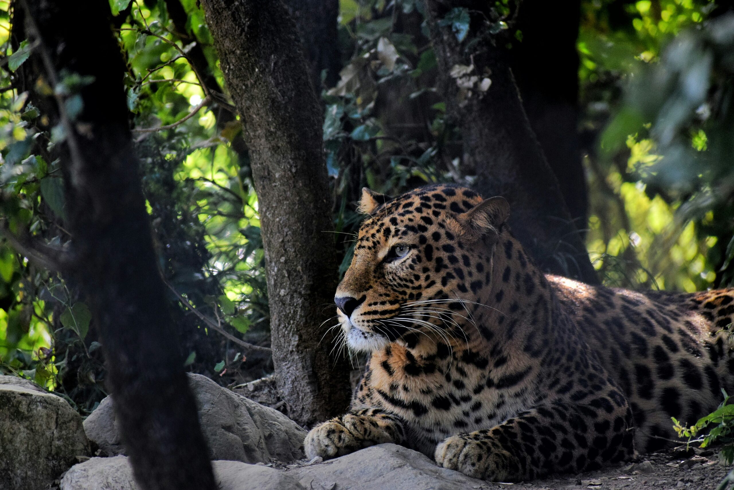 Jim Corbett Leopard