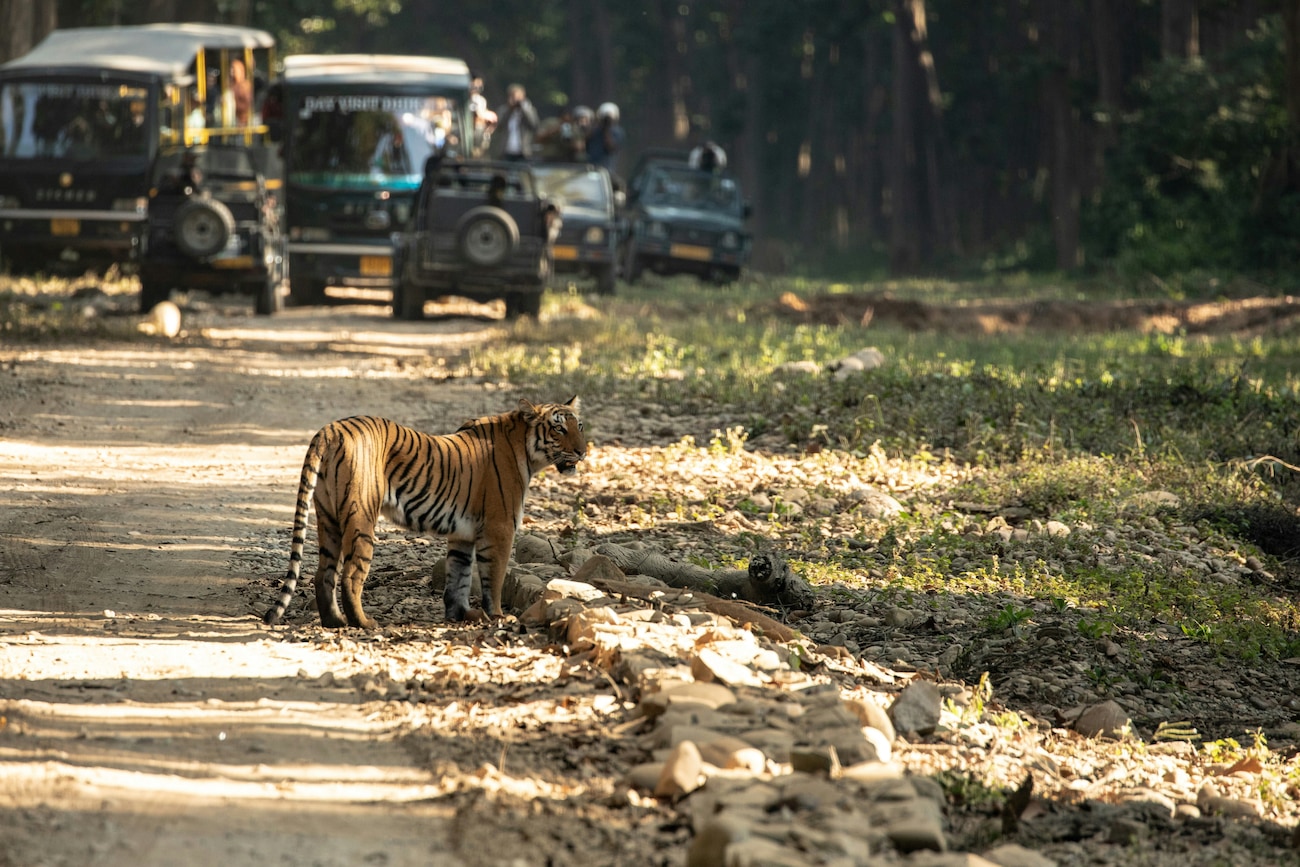 Top Places to Visit in Jim Corbett for an Unforgettable Jungle Escape