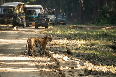 Top Places to Visit in Jim Corbett for an Unforgettable Jungle Escape