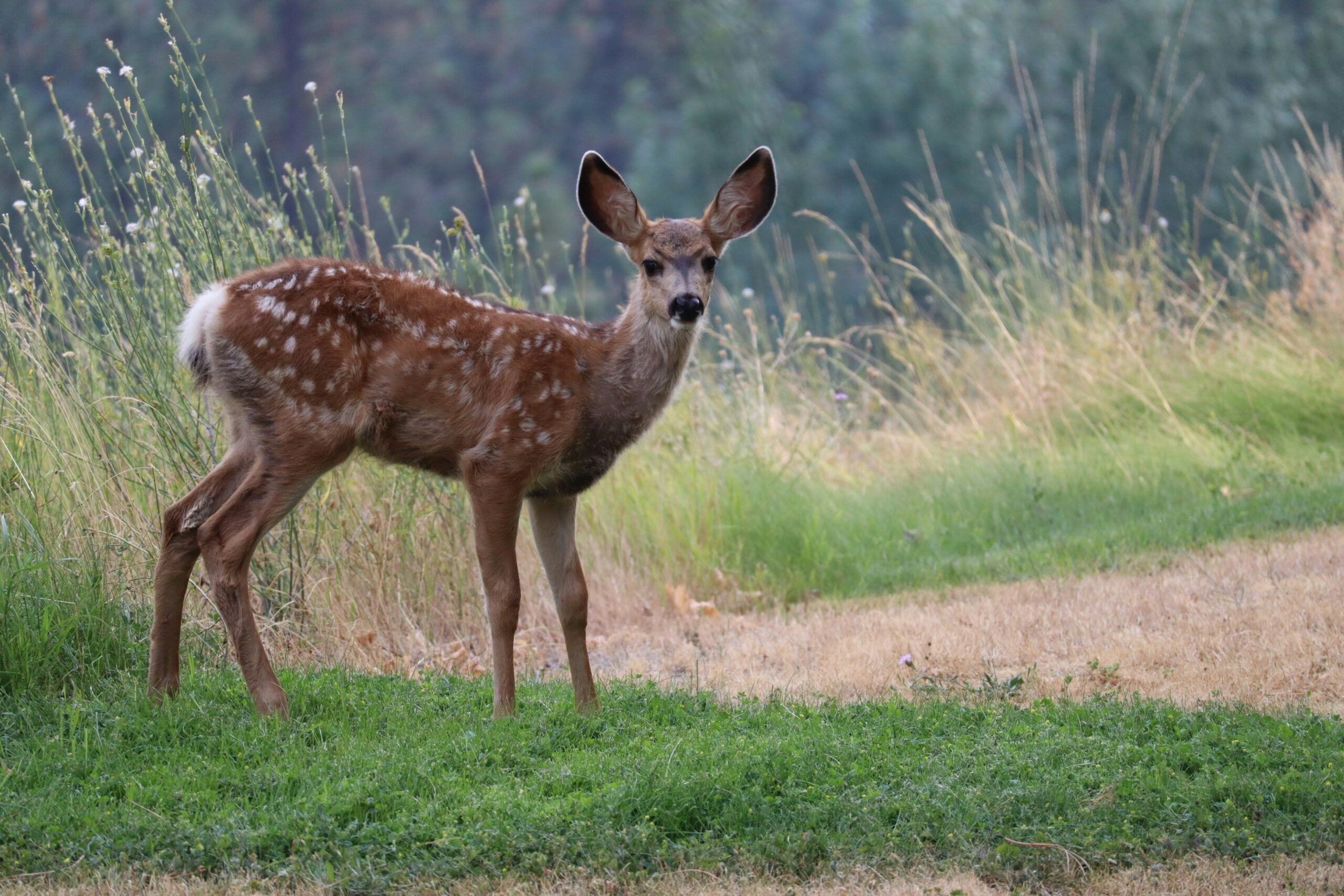 Tirupati Deer Park