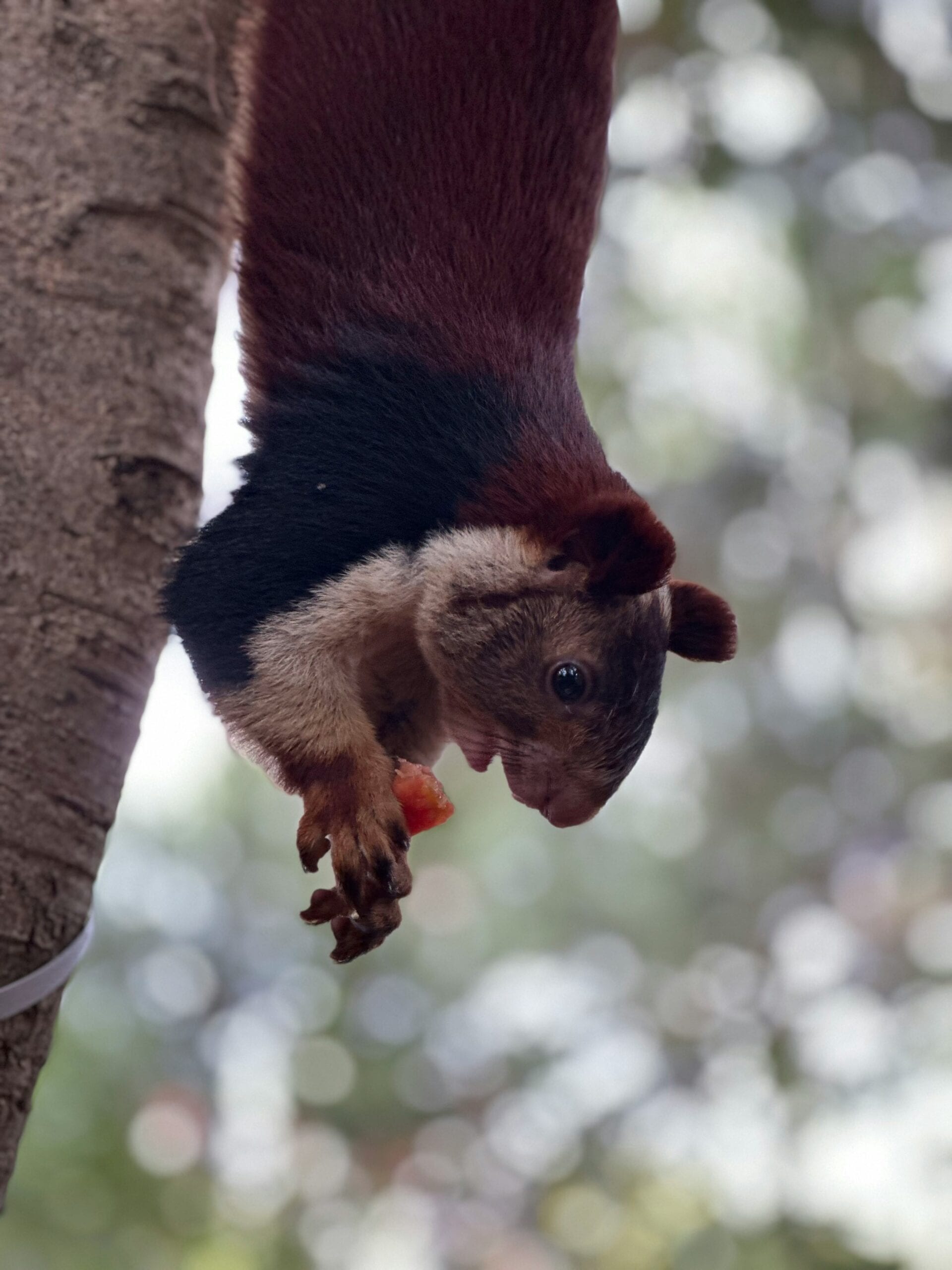 Tirupati National Park